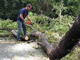 Trusted Huntsville, AL  Tree Services Experts